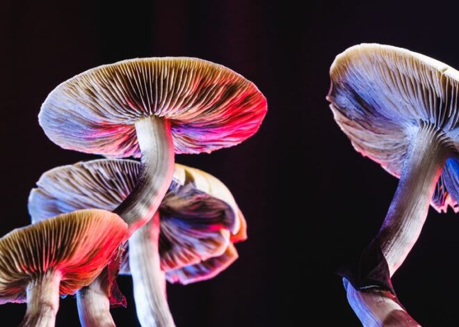 Decriminalization vs. Legalization: The Current Movement for Psychedelics
