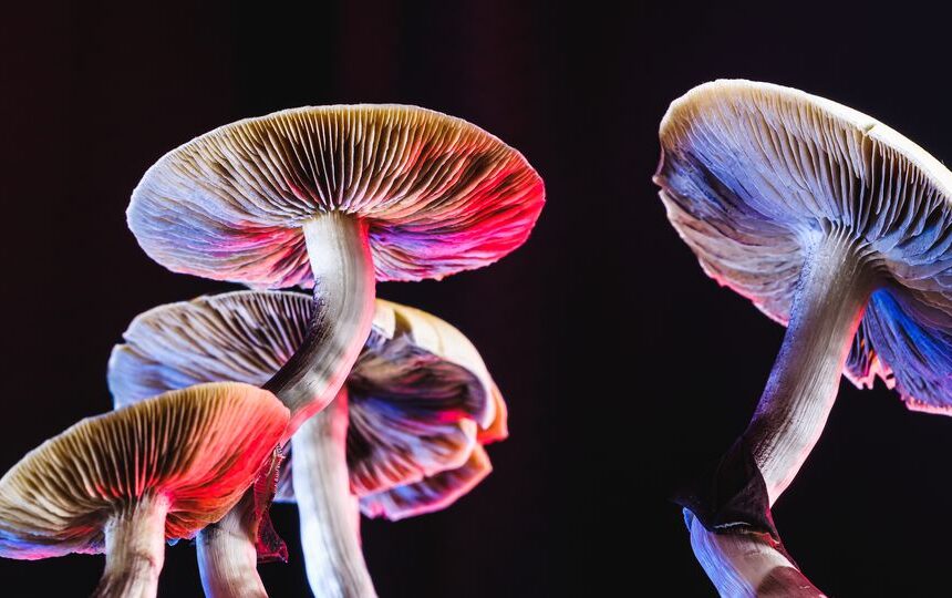 Decriminalization vs. Legalization: The Current Movement for Psychedelics